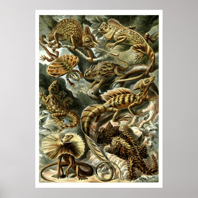 Affiche Lizards reptiles par Ernst Haeckel (Devant)