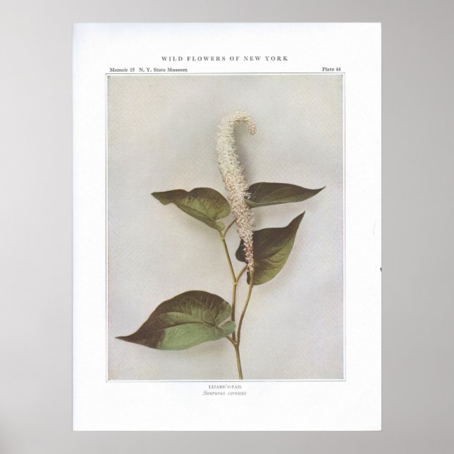 Affiche Lizard's-Tail - Saururus cernuus (Devant)