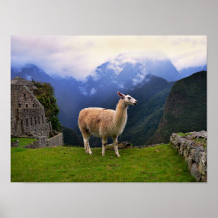 Affiche Llama à Machu Picchu, Pérou