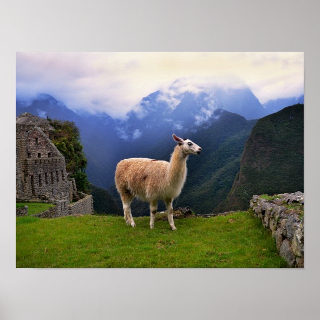 Affiche Llama à Machu Picchu, Pérou (Devant)