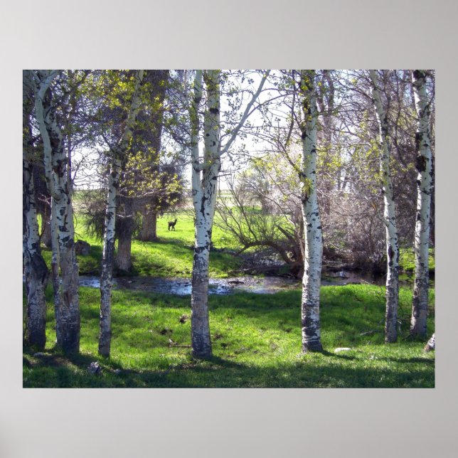 Affiche Llama à travers les arbres (Devant)