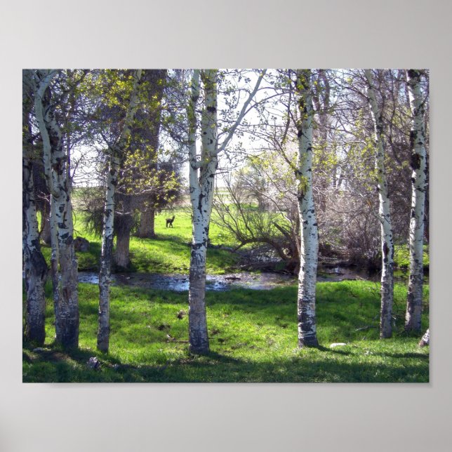 Affiche Llama à travers les arbres (Devant)