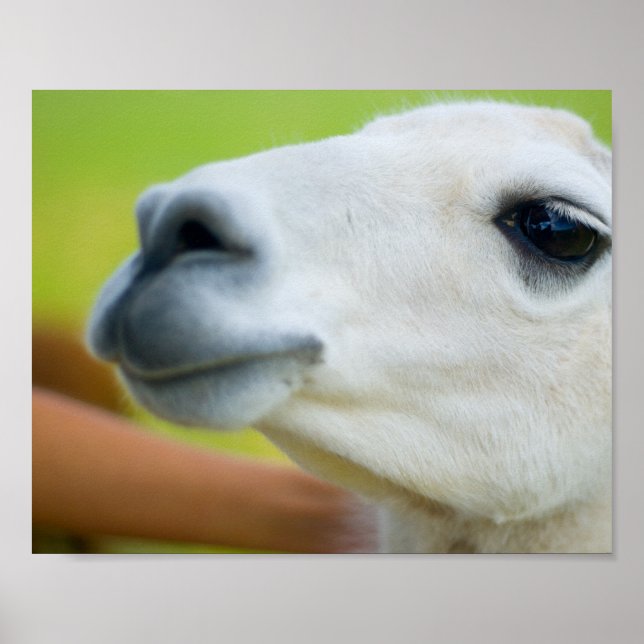 Affiche Llama blanche (Devant)
