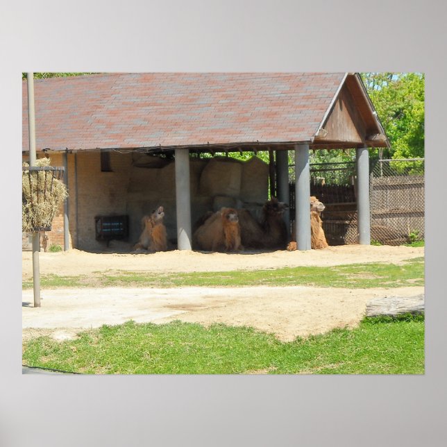 Affiche Llama Love (Devant)