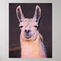 Llama Sleepy Visage Animal Art