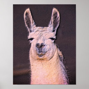 Affiche Llama Sleepy Visage Animal Art