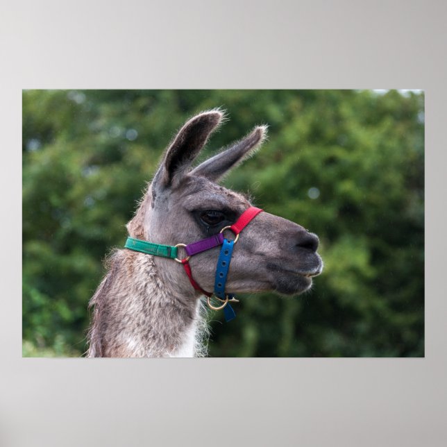 Affiche Llama supériorité (Devant)