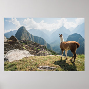 Affiche Llama surplombant les ruines   Machu Picchu, Pérou