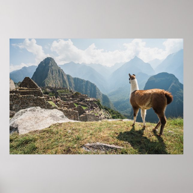 Affiche Llama surplombant les ruines | Machu Picchu, Pérou (Devant)