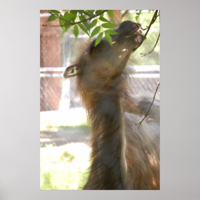 Affiche Llamas (Devant)