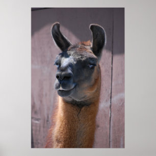 Affiche Llamas