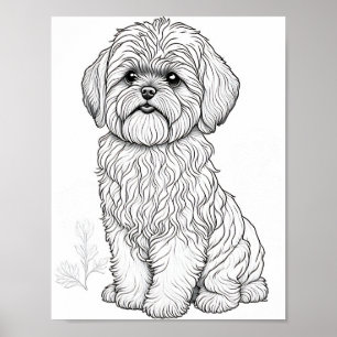 Affiche Llasa Apso Chien Adulte Coloration