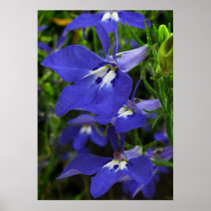 Affiche Lobelia bleu