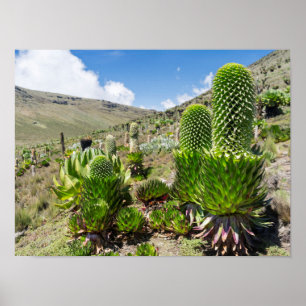 Affiche Lobelia géant (Lobelia Deckenii) sur le mont Kenya