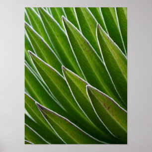 Affiche Lobelia géante (Lobelia telekii)   Kenya, Afrique