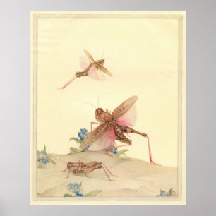 Affiche LOCUSTS ITALIENS - Illustration du livre d'insecte