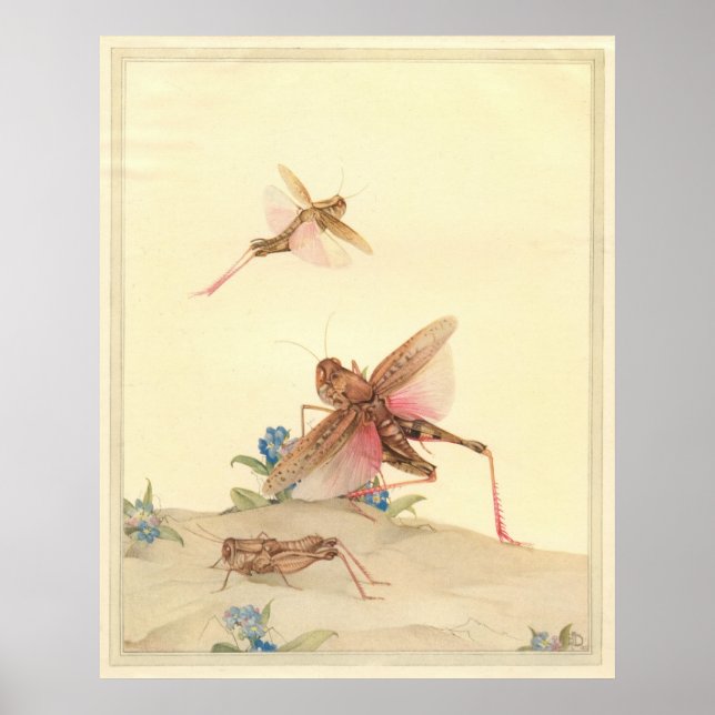 Affiche LOCUSTS ITALIENS - Illustration du livre d'insecte (Devant)