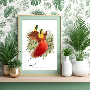 Affiche Loddigesia Mirabilis