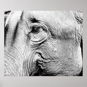 Affiche L'Œil de l'éléphant, 2017
