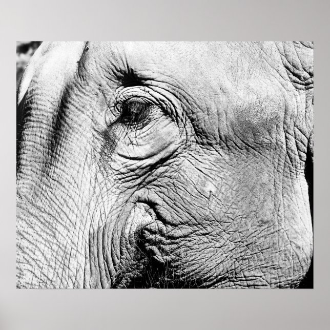 Affiche L'Œil de l'éléphant, 2017 (Devant)