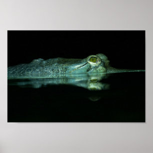 Affiche L'Oeil Du Gharial