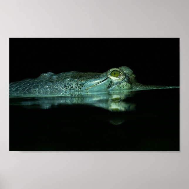 Affiche L'Oeil Du Gharial (Devant)