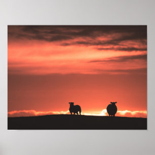 Affiche Lofoten Îles Sunset Sheep Nature Photo