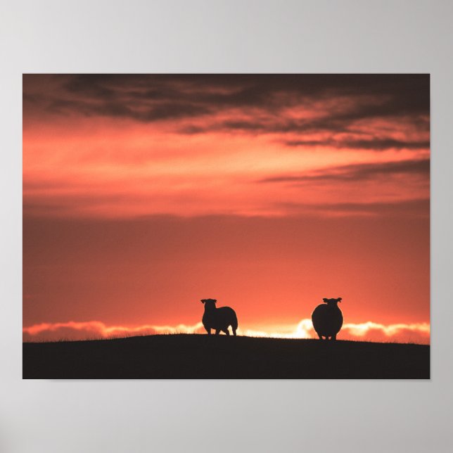 Affiche Lofoten Îles Sunset Sheep Nature Photo (Devant)