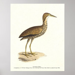 Affiche L'oiseau de Bittern américain (Botaurus lentiginos