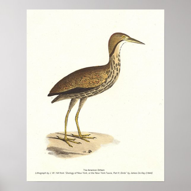 Affiche L'oiseau de Bittern américain (Botaurus lentiginos (Devant)