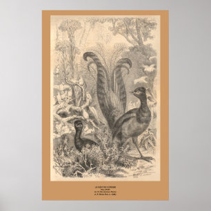 Affiche L'oiseau de lyre