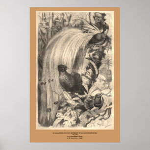 Affiche L'Oiseau du Paradis, le Filet, le Manucaude Royal