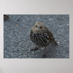 Affiche L'oiseau fâché original ? ?