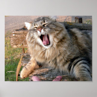 Affiche LOL Maine Coon