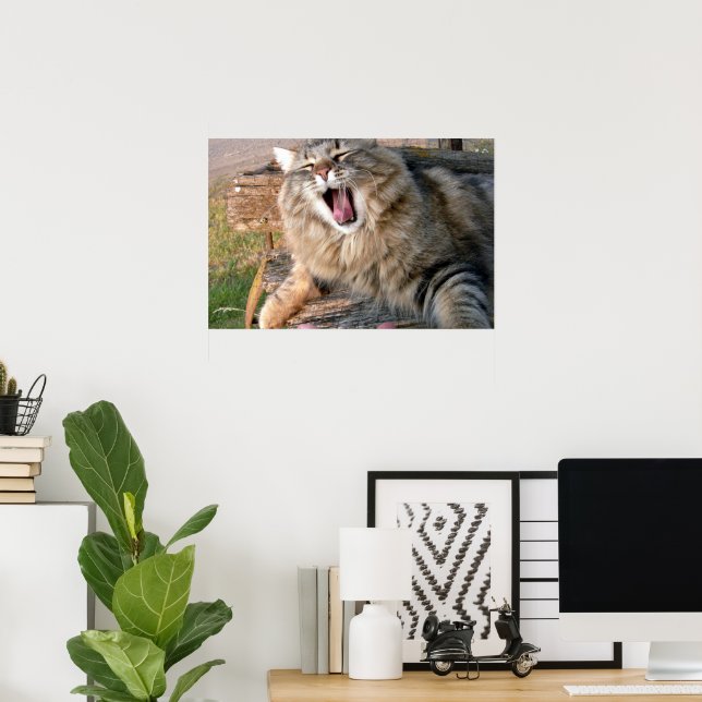 Affiche LOL Maine Coon (Bureau à domicile)