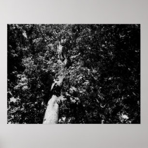 Affiche London Plane Tree - B&W