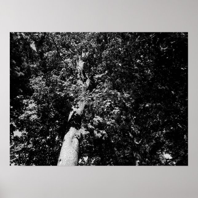 Affiche London Plane Tree - B&W (Devant)