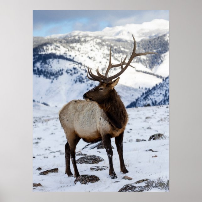 Affiche Lone Bull Elk dans la neige | Parc national de Yel (Devant)