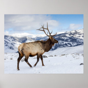 Affiche Lone Bull Elk Parc national de Yellowstone
