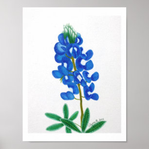 Affiche Lone Star Bluebonnet Print