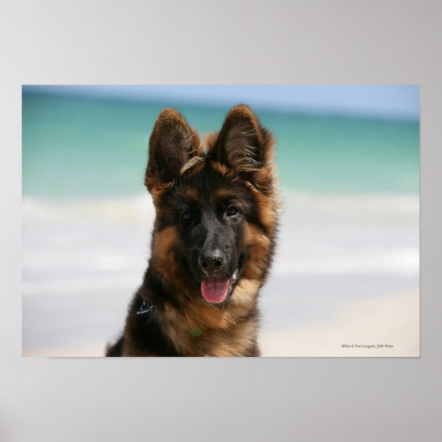 Affiche Long Haired German Shepherd Beach (Devant)