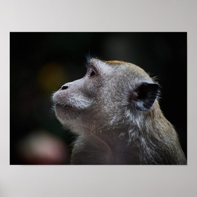 Affiche Long-Tailed Macaque Close-Up (Devant)
