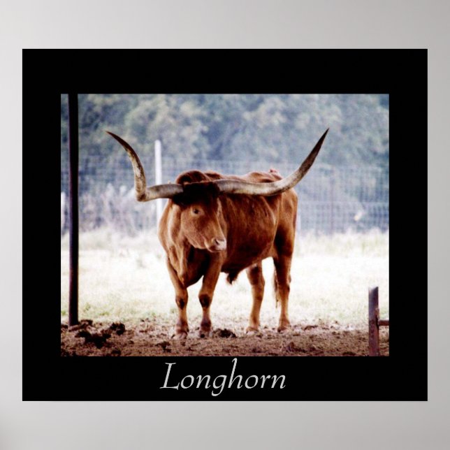 Affiche Longhorn (Devant)