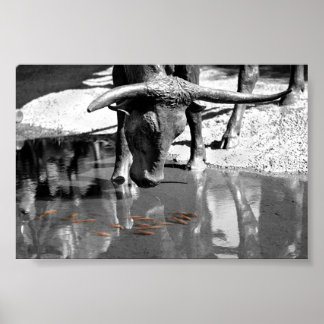 Affiche Longhorn et Goldfish