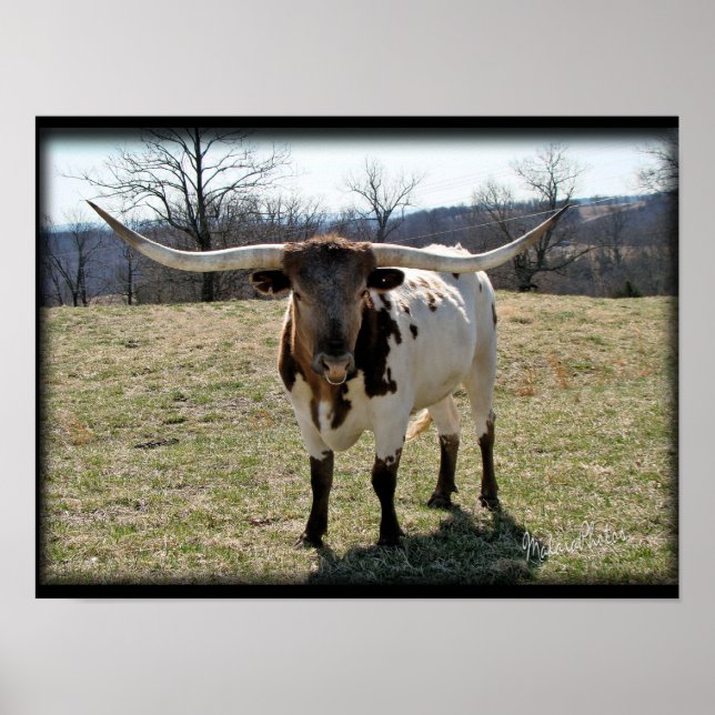 Affiche Longhorn Steer {2} - choisir la taille et la toile (Devant)