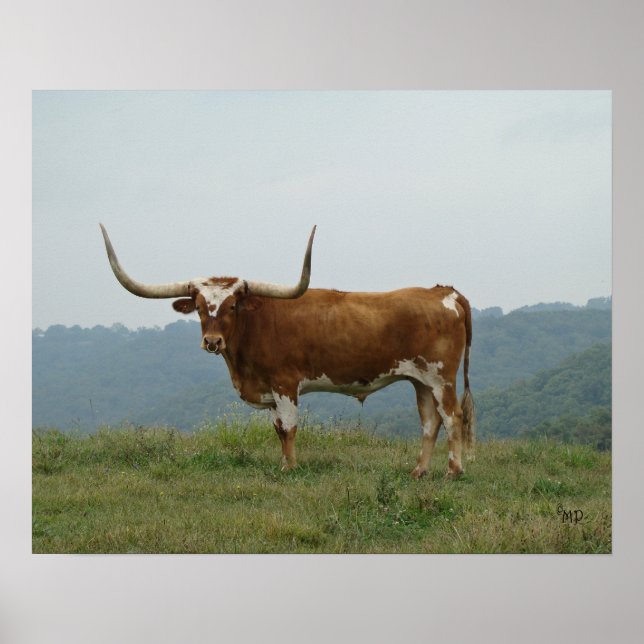 Affiche Longhorn Steer dans les Ozarks- choisir la taille  (Devant)