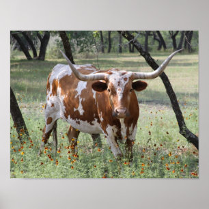 Affiche Longhorns