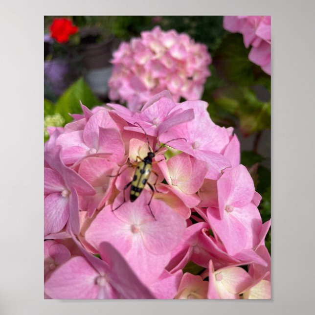 Affiche Longicorne sur Hydrangea rose (Devant)