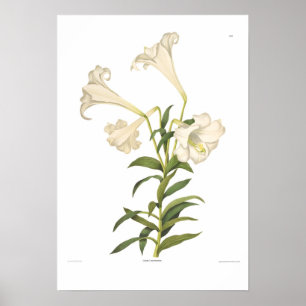 Affiche Longiflorum de Lilium