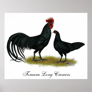 Affiche Longs Crower poulets de Tomaru